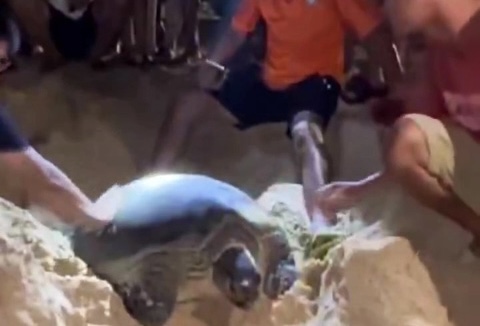 Con rùa biển khổng lồ lại bò lên bãi biển của một làng ở Bình Định đẻ 102 quả trứng- Ảnh 1.