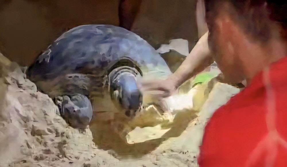 Con rùa biển khổng lồ lại bò lên bãi biển của một làng ở Bình Định đẻ 102 quả trứng- Ảnh 3.