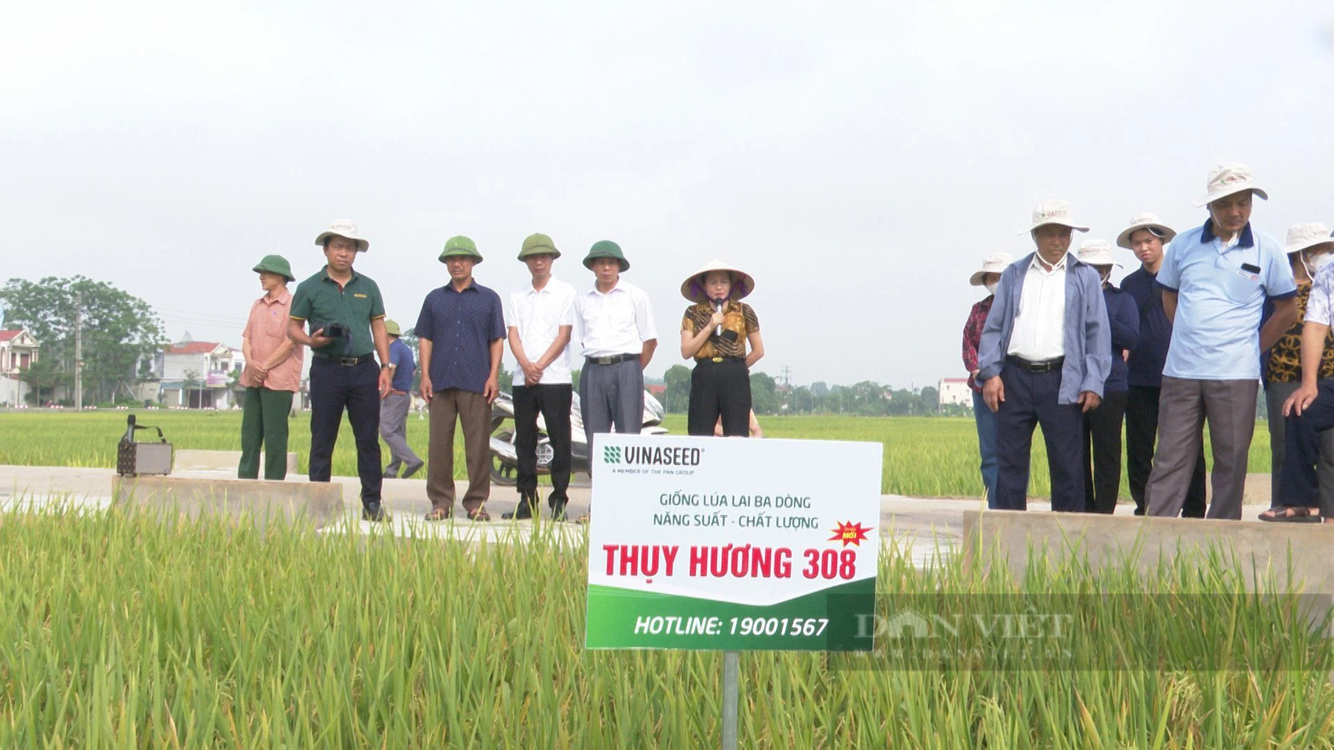 Mưa bão liên tục, lúa Thụy Hương 308 trồng tại Phú Thọ vẫn cho năng suất cao, vụ xuân bội thu- Ảnh 1.