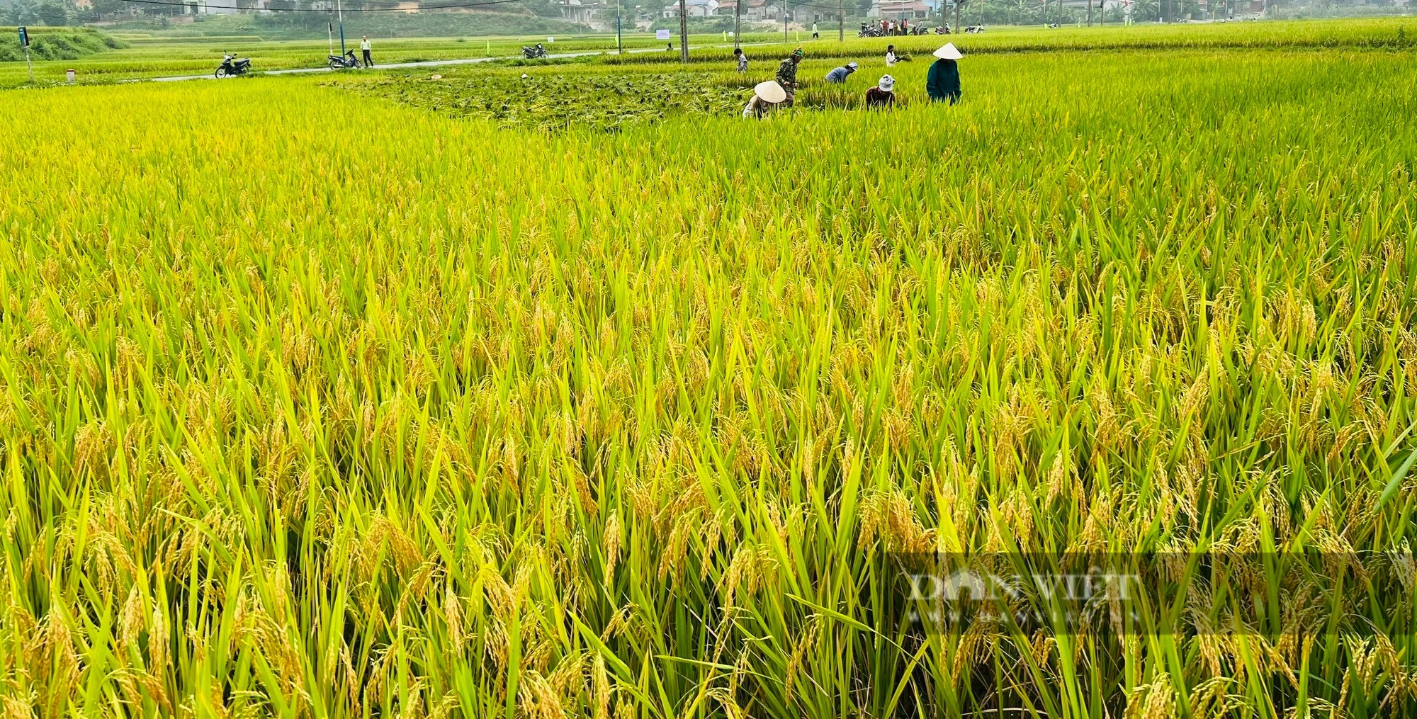 Mưa bão liên tục, lúa Thụy Hương 308 trồng tại Phú Thọ vẫn cho năng suất cao, vụ xuân bội thu- Ảnh 4.