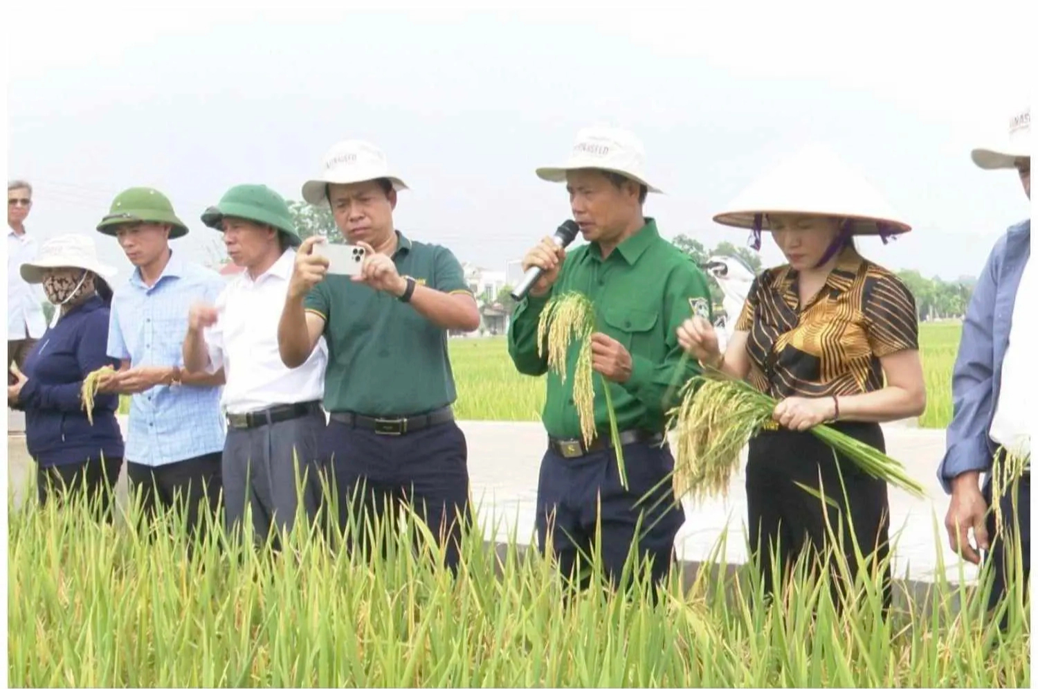 Mưa bão liên tục, lúa Thụy Hương 308 trồng tại Phú Thọ vẫn cho năng suất cao, vụ xuân bội thu- Ảnh 2.