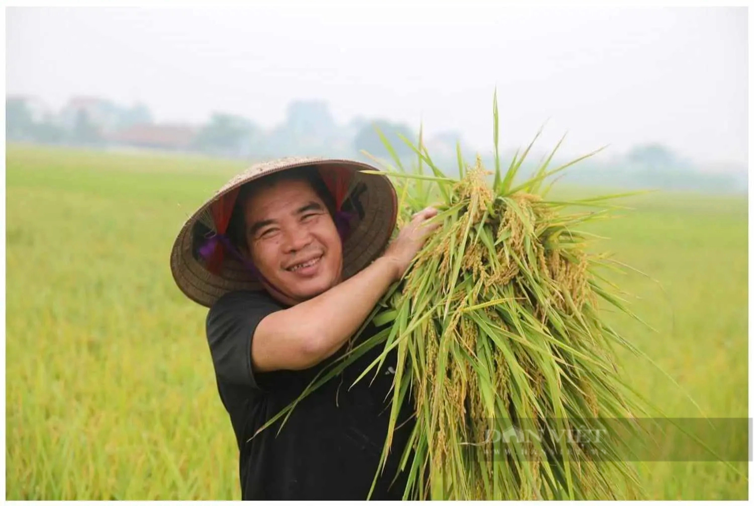 Mưa bão liên tục, lúa Thụy Hương 308 trồng tại Phú Thọ vẫn cho năng suất cao, vụ xuân bội thu- Ảnh 3.