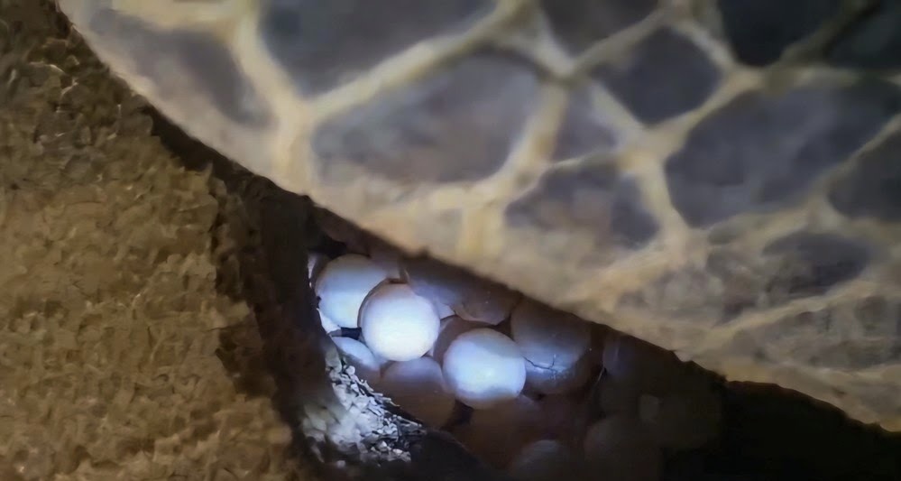 Con rùa biển khổng lồ lại bò lên bãi biển của một làng ở Bình Định đẻ 102 quả trứng- Ảnh 2.