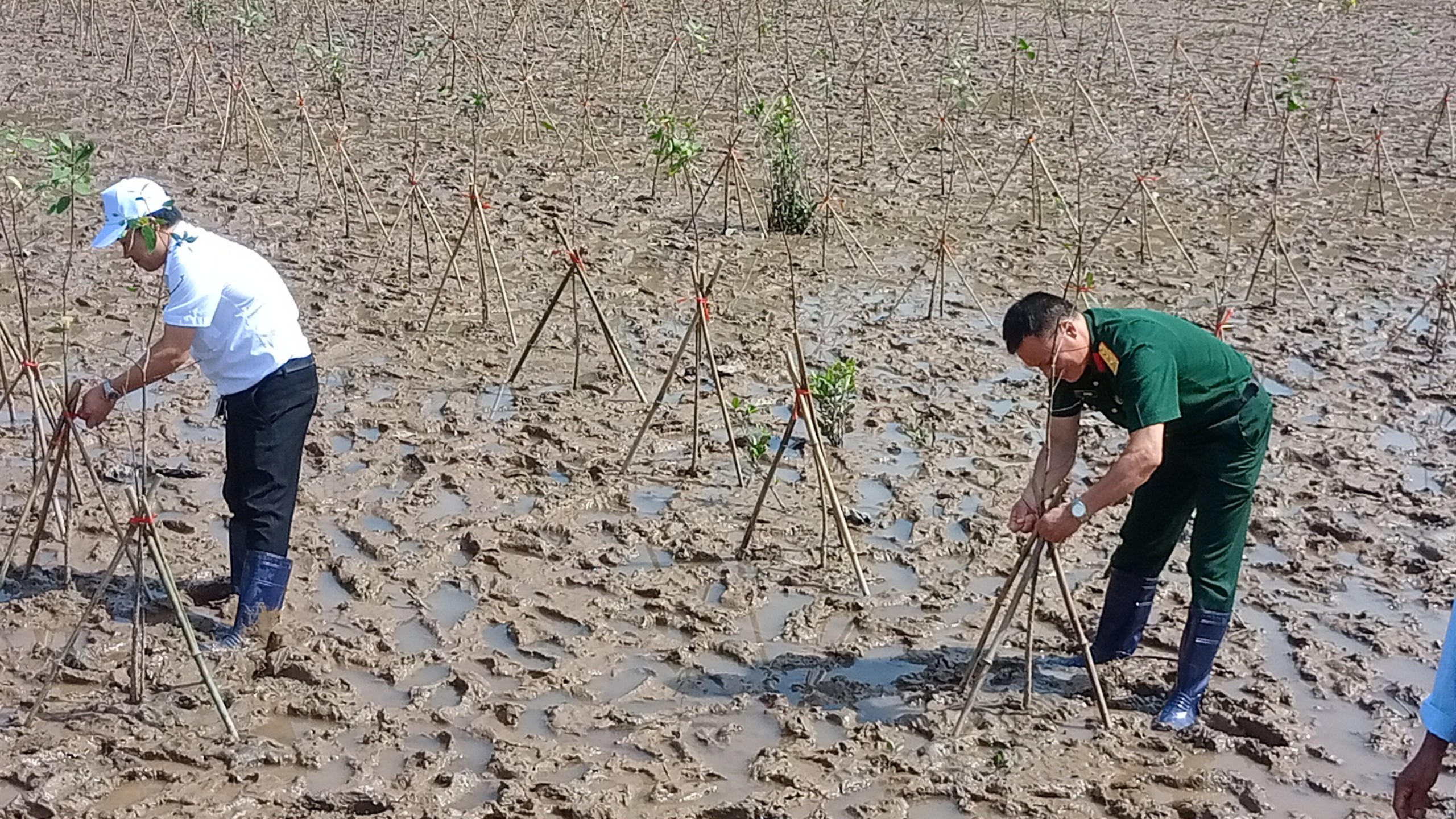 Hội Nông dân Hải Phòng phát động, trồng 200 cây chắn sóng hưởng ứng ngày Môi trường thế giới- Ảnh 5.