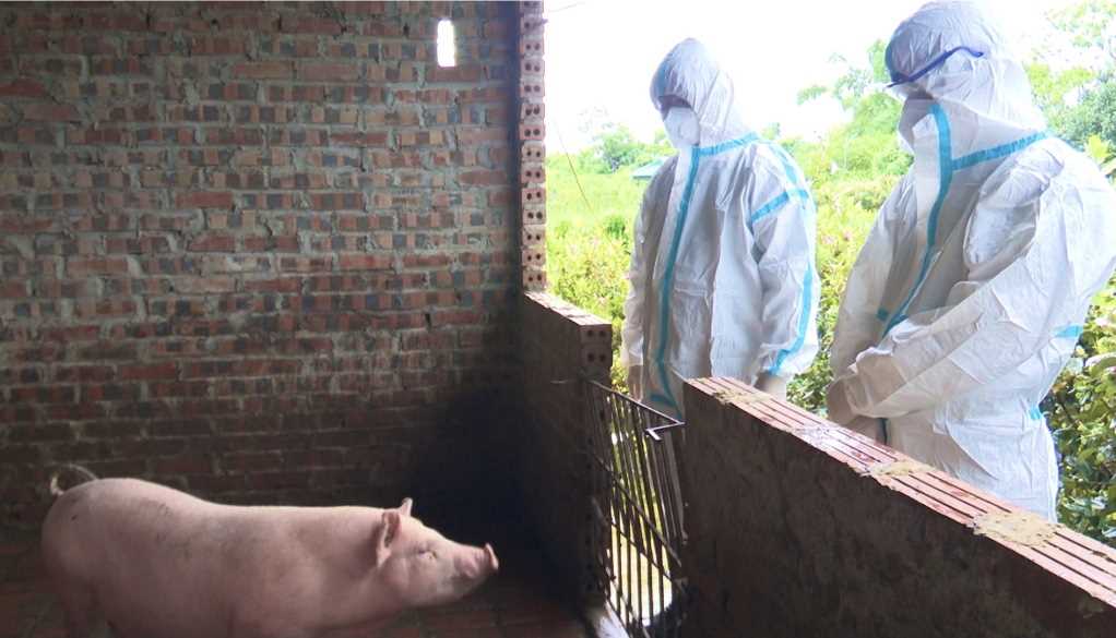 Thêm 4 xã của một huyện ở Quảng Ninh công bố dịch tả lợn châu Phi- Ảnh 1.