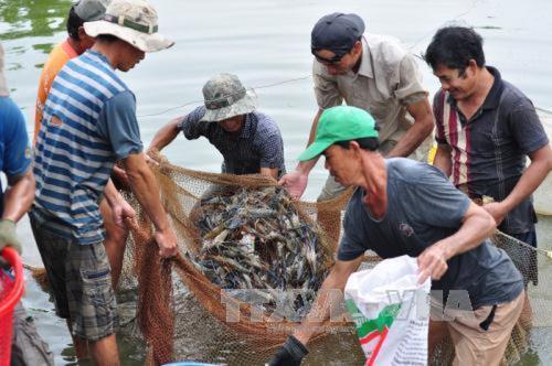 Loài vật nuôi dưới nước này ở Trà Vinh đang tăng giá tốt, hễ bán 1kg, nông dân lãi 13.000-60.000 đồng- Ảnh 2.