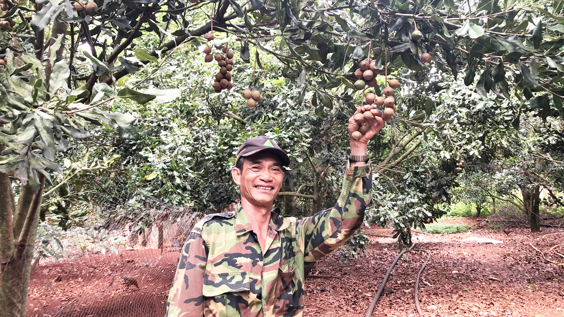 Từng bị nghi ngờ, nay loại cây ra thứ hạt hễ ăn là mê này trồng thành công ở Lâm Đồng, dân giàu hẳn lên- Ảnh 1.