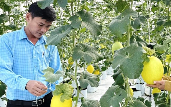 Loại quả ngon, ăn mát lành này trồng ở một cái rú cát chang chang nắng tại TT-Huế, bán trái thu 1 tỷ