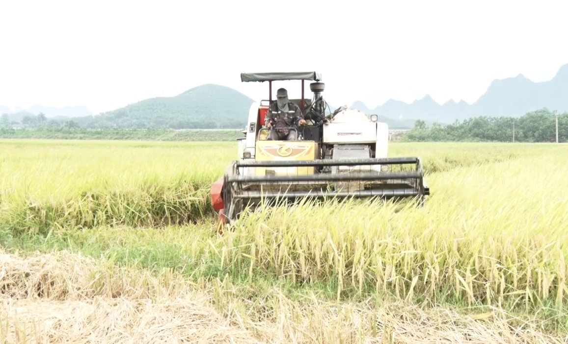 Nông dân Hòa Bình khẩn trương thu hoạch lúa vụ xuân- Ảnh 1.