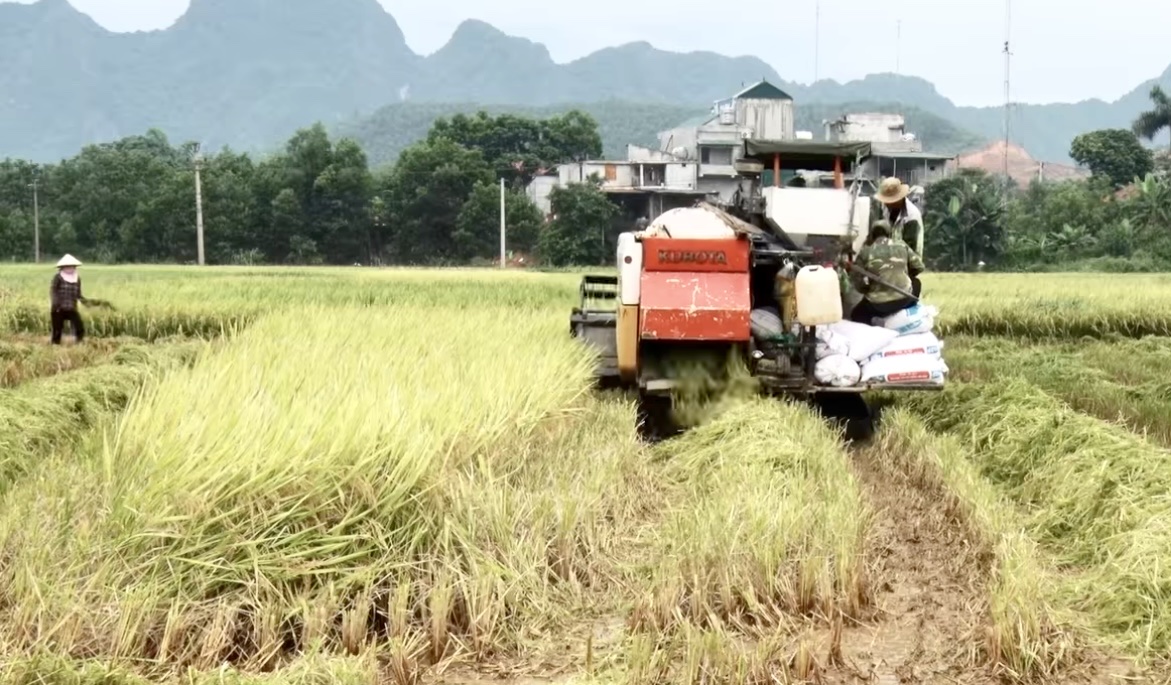 Nông dân Hòa Bình khẩn trương thu hoạch lúa vụ xuân- Ảnh 2.