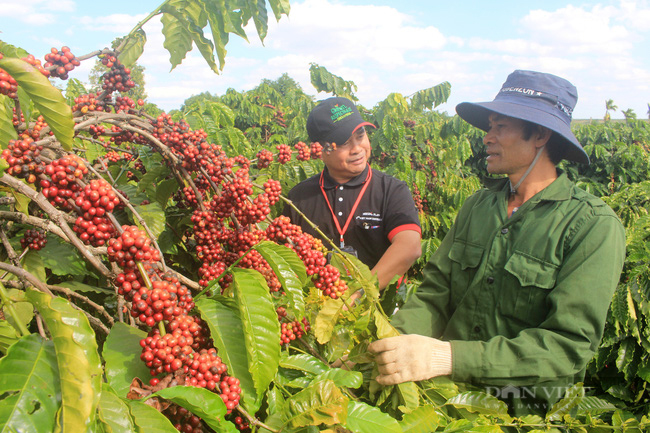 Việt Nam đã bán gần hết nhẵn cà phê, giá xuất khẩu cao kỷ lục - Ảnh 1.