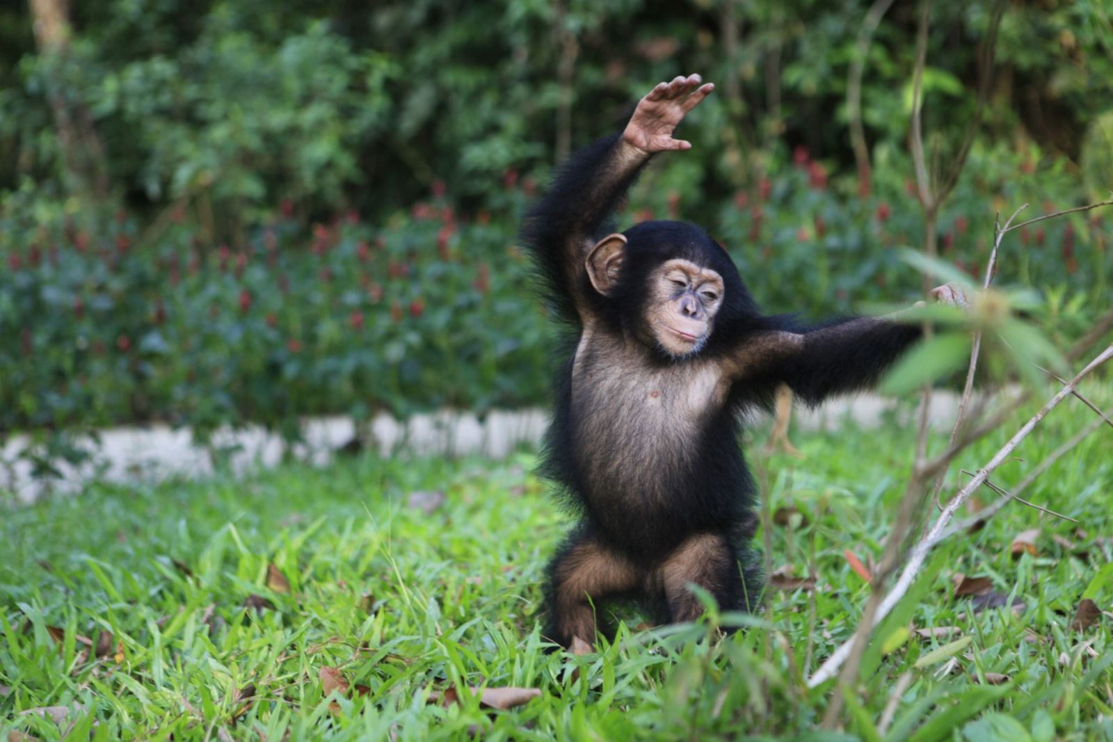 Hắc tinh tinh, con động vật hoang dã trở thành "ngôi sao" của vườn thú ở Kiên Giang- Ảnh 1.