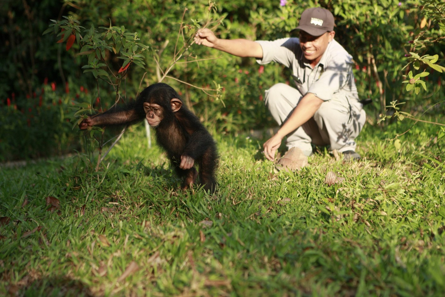 Hắc tinh tinh, con động vật hoang dã trở thành "ngôi sao" của vườn thú ở Kiên Giang- Ảnh 2.