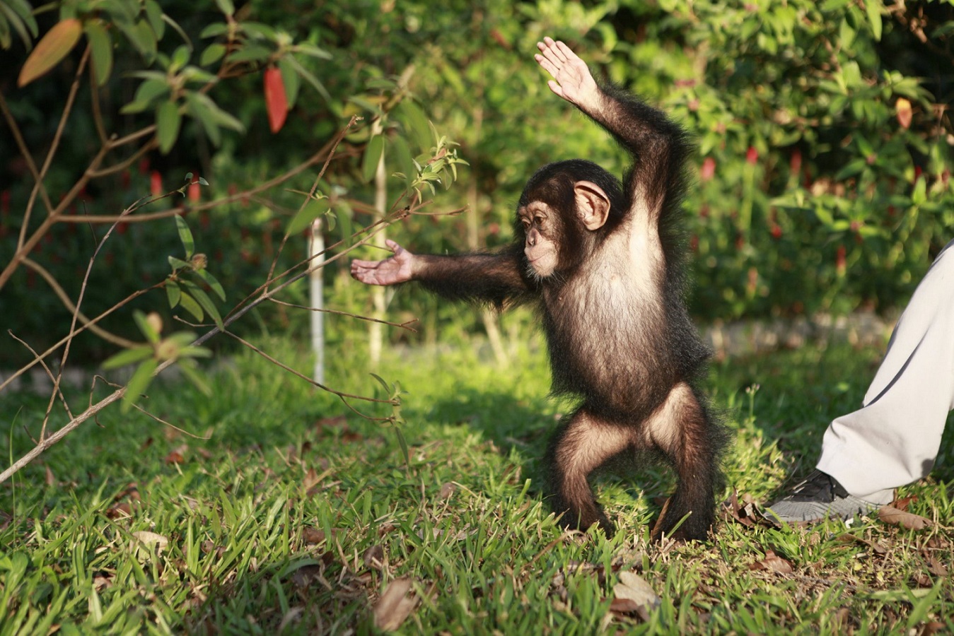 Hắc tinh tinh, con động vật hoang dã trở thành "ngôi sao" của vườn thú ở Kiên Giang- Ảnh 4.
