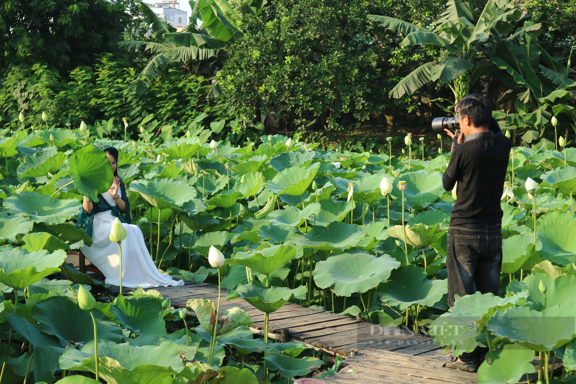 Chủ đầm sen tại Hà Nội bội thu nhờ mốt chụp ảnh hoa sen- Ảnh 3.