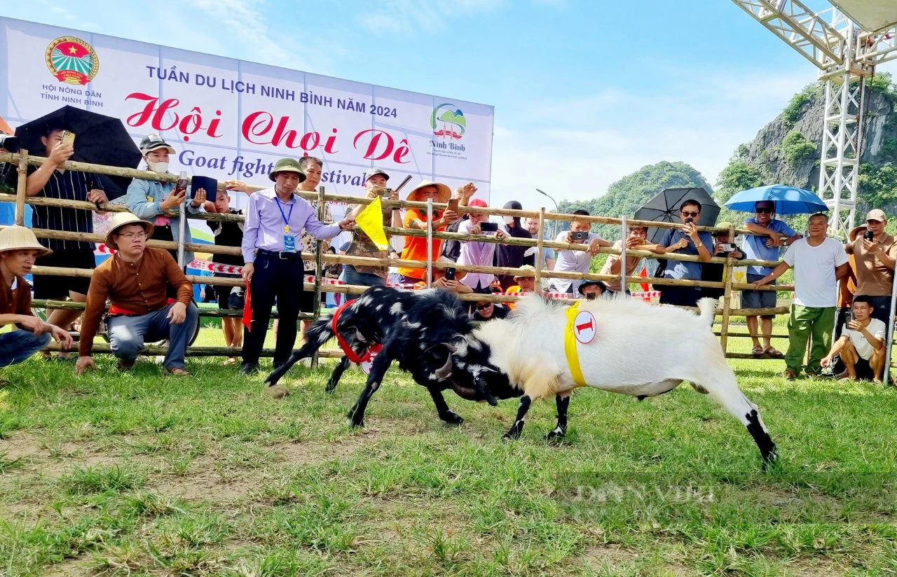 Sản phẩm du lịch mới: chọi dê Ninh Bình   - Ảnh 5.