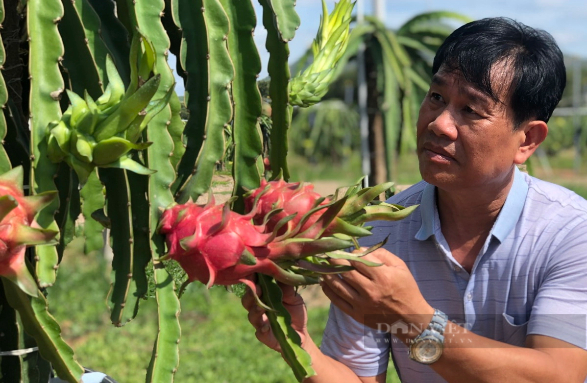 Bình Thuận mang trái thanh long, nông sản OCOP sang Lào quảng bá, giới thiệu với du khách quốc tế- Ảnh 2.