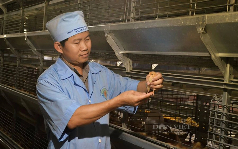 Chăn nuôi gà ở Công ty TNHH Thanh Đức ở xã Xuân Phú, huyện Xuân Lộc (Đồng Nai). Ảnh: N.V