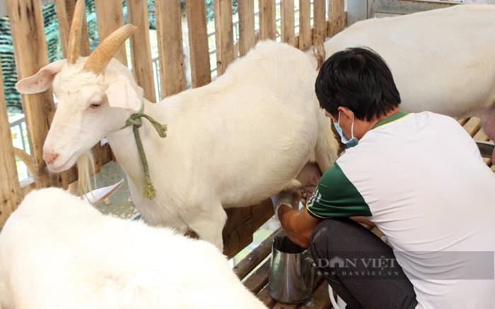 Mô hình chăn nuôi dê lấy sữa của các thành viên HTX chăn nuôi dê Đa Phước (huyện Bình Chánh). Ảnh: Phong Châu