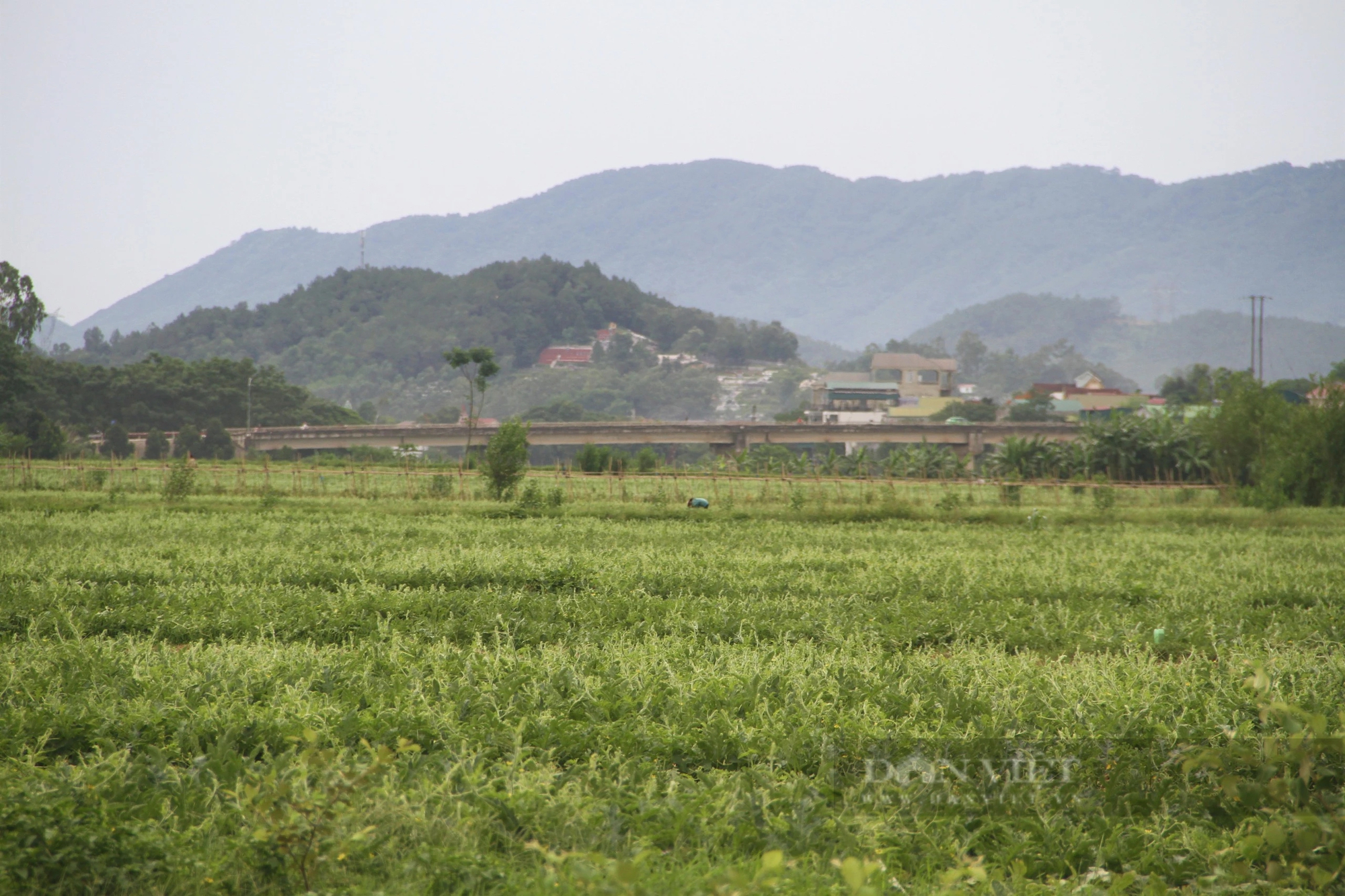 Trồng thứ dây bò ra quả to bự, ăn bổ dưỡng, gặp nắng nóng, nông dân nơi này ở Nghệ An hái ra tiền- Ảnh 11.