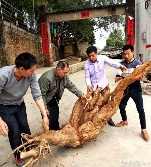 Một nông dân lập tức đổi đời nhờ vô tình phát hiện được gốc sắn dây nặng 400kg, dài 3m, hình thù kỳ quái- Ảnh 3.