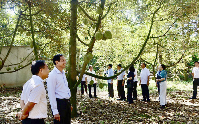 Lãnh đạo UBND tỉnh Đồng Nai tham quan mô hình sản xuất sầu riêng đạt tiêu chuẩn xuất khẩu ở xã Xuân Định (huyện Xuân Lộc). Ảnh: T.L