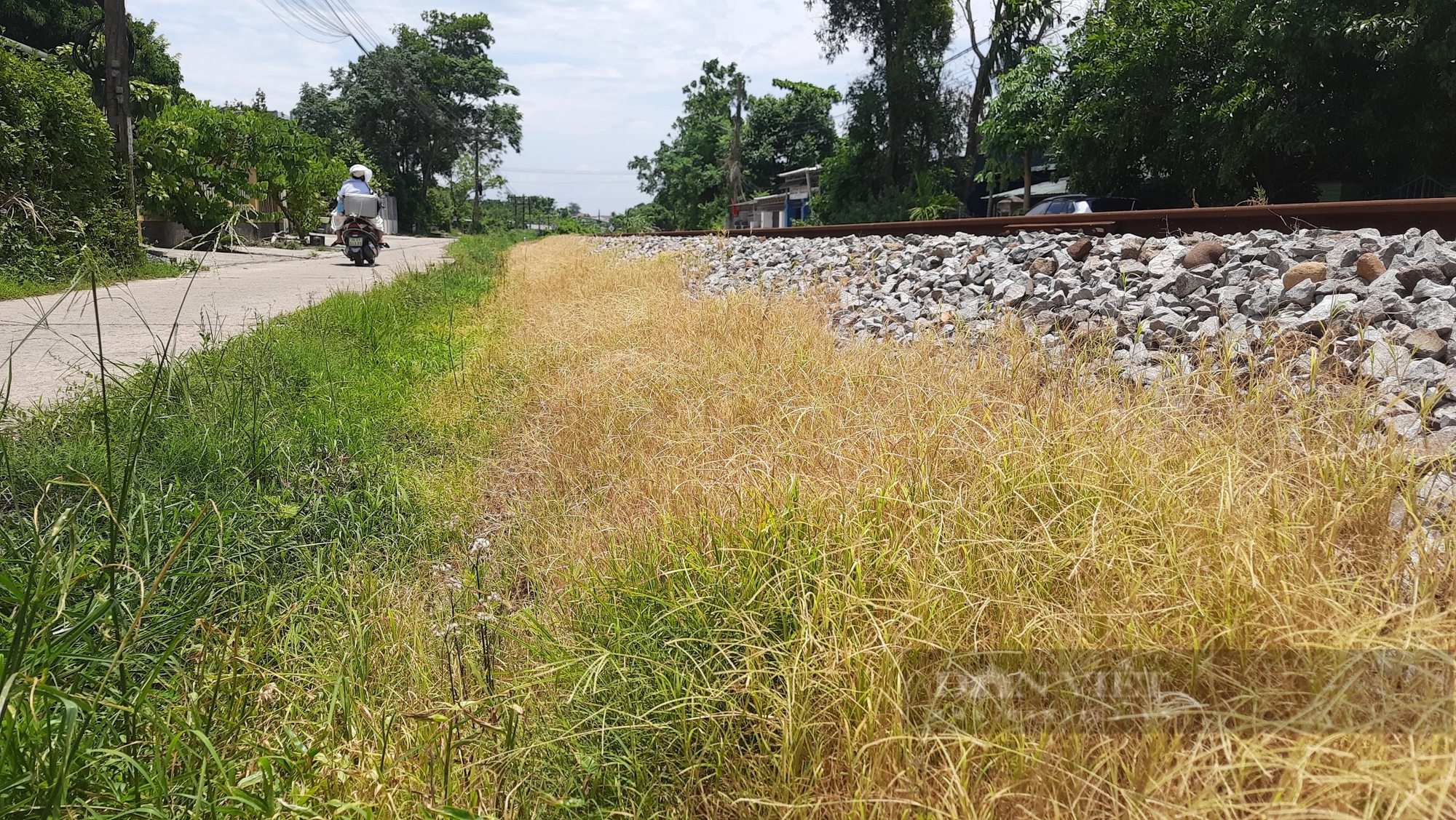 Phun thuốc trừ cỏ dọc tuyến đường sắt đi qua khu dân cư ở Quảng Trị, người dân lo lắng bất an- Ảnh 2.