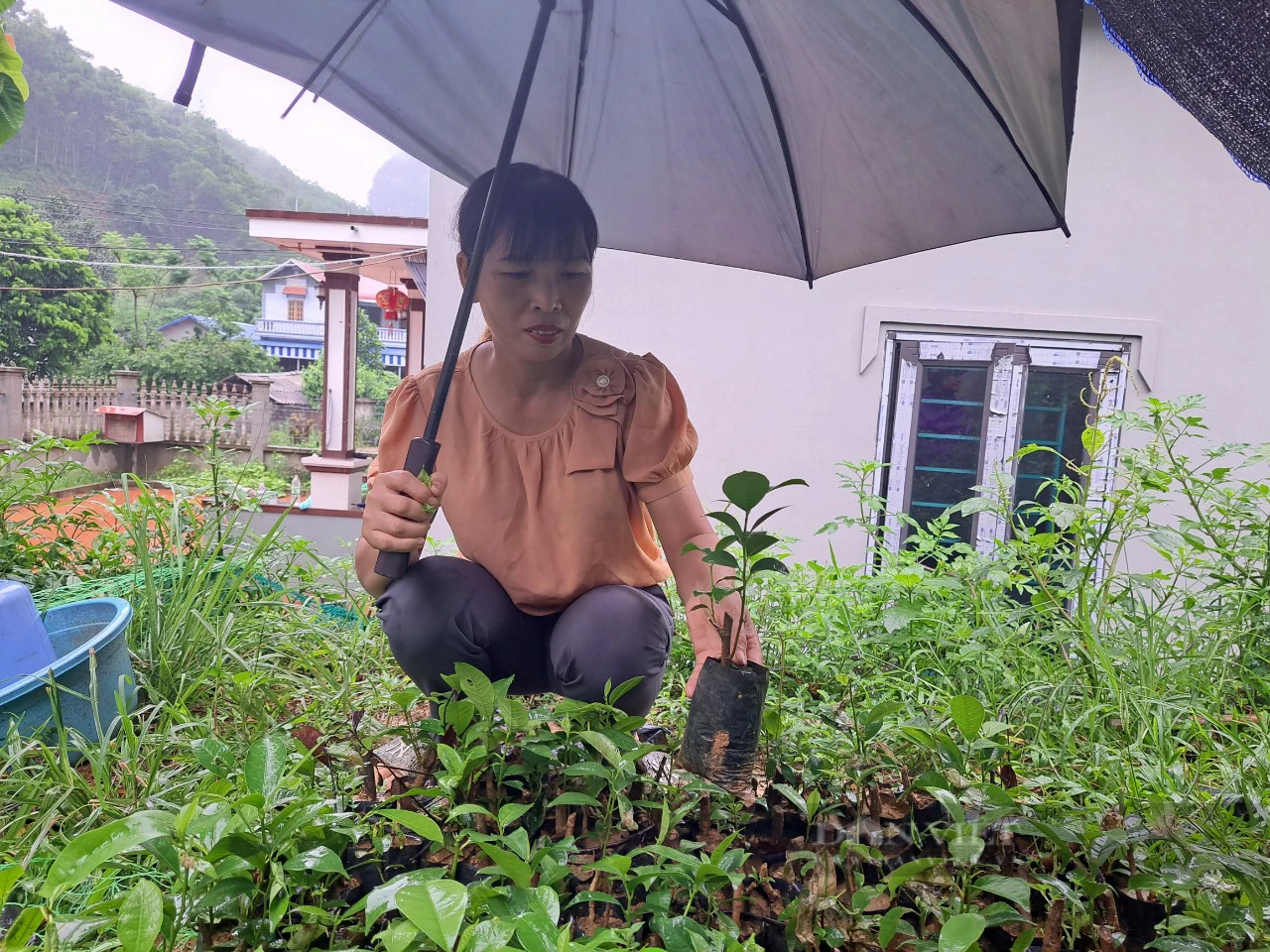 Loại rau đặc sản lấy từ rừng về vườn, chị nông dân Hòa Bình trồng thành công, bất ngờ thu tiền tỷ - Ảnh 5.