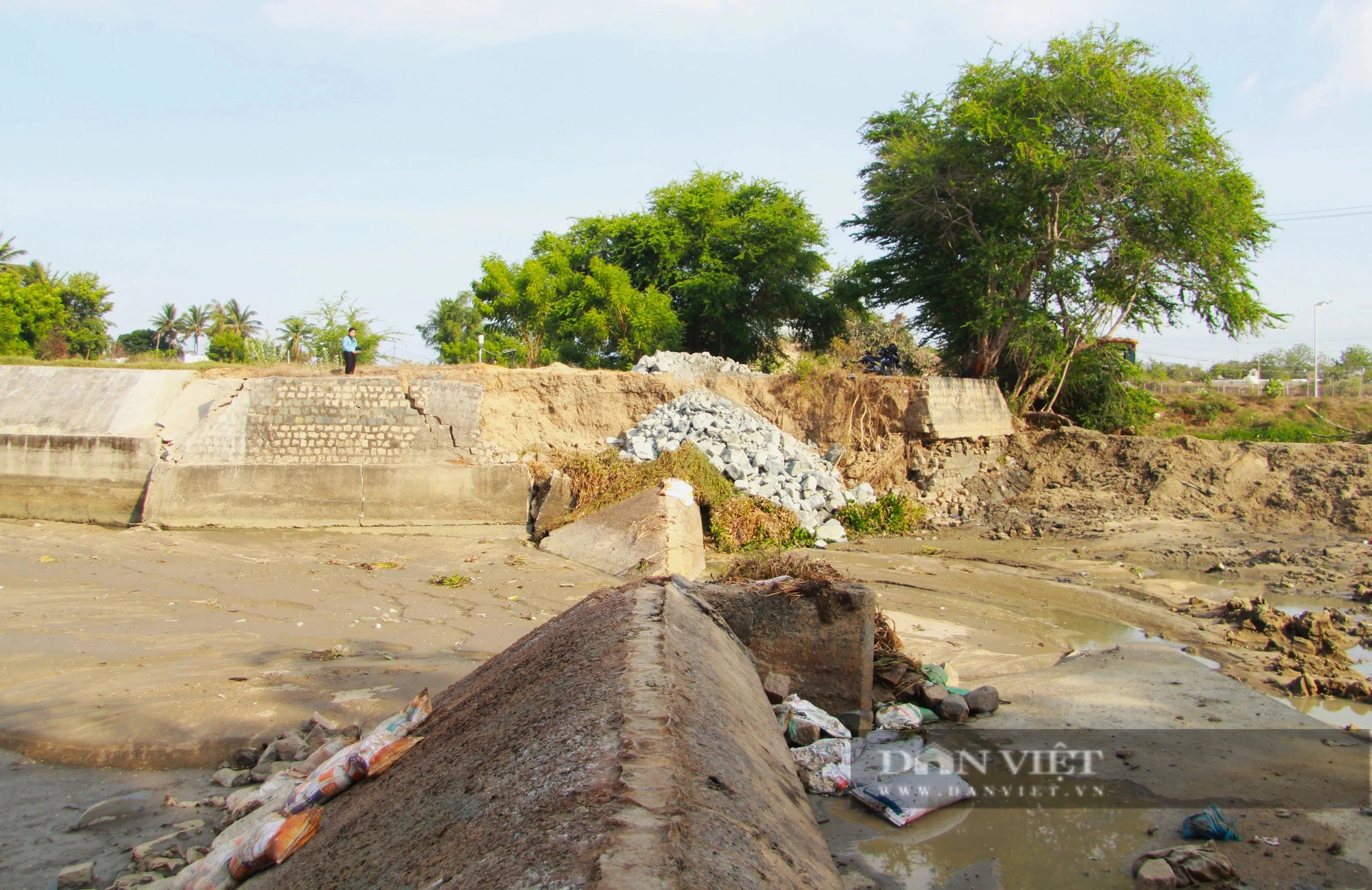 Vỡ đập dâng trên Sông Lu 2 ở Ninh Thuận, hàng trăm hecta cây trồng  nguy cơ thiếu nước- Ảnh 3.