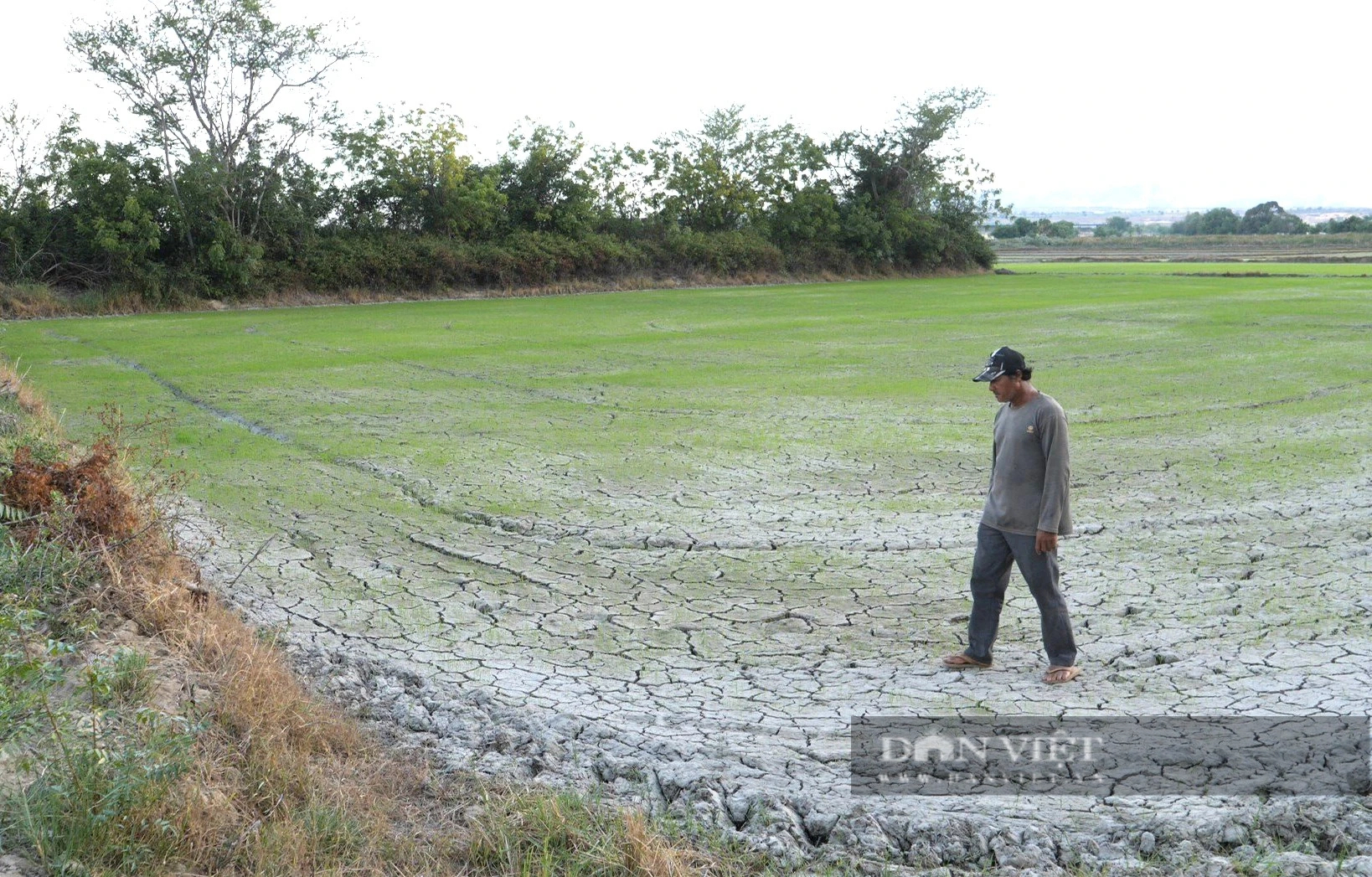 Vỡ đập dâng trên Sông Lu 2 ở Ninh Thuận, hàng trăm hecta cây trồng  nguy cơ thiếu nước- Ảnh 5.