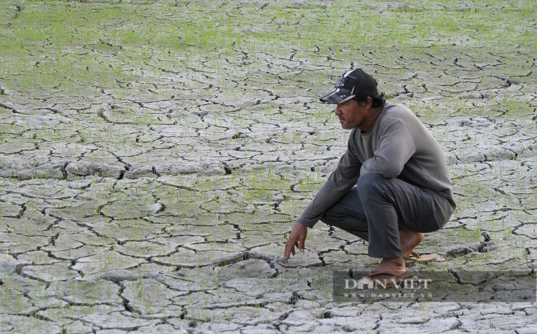 Vỡ đập dâng trên Sông Lu 2 ở Ninh Thuận, hàng trăm hecta cây trồng  nguy cơ thiếu nước- Ảnh 6.