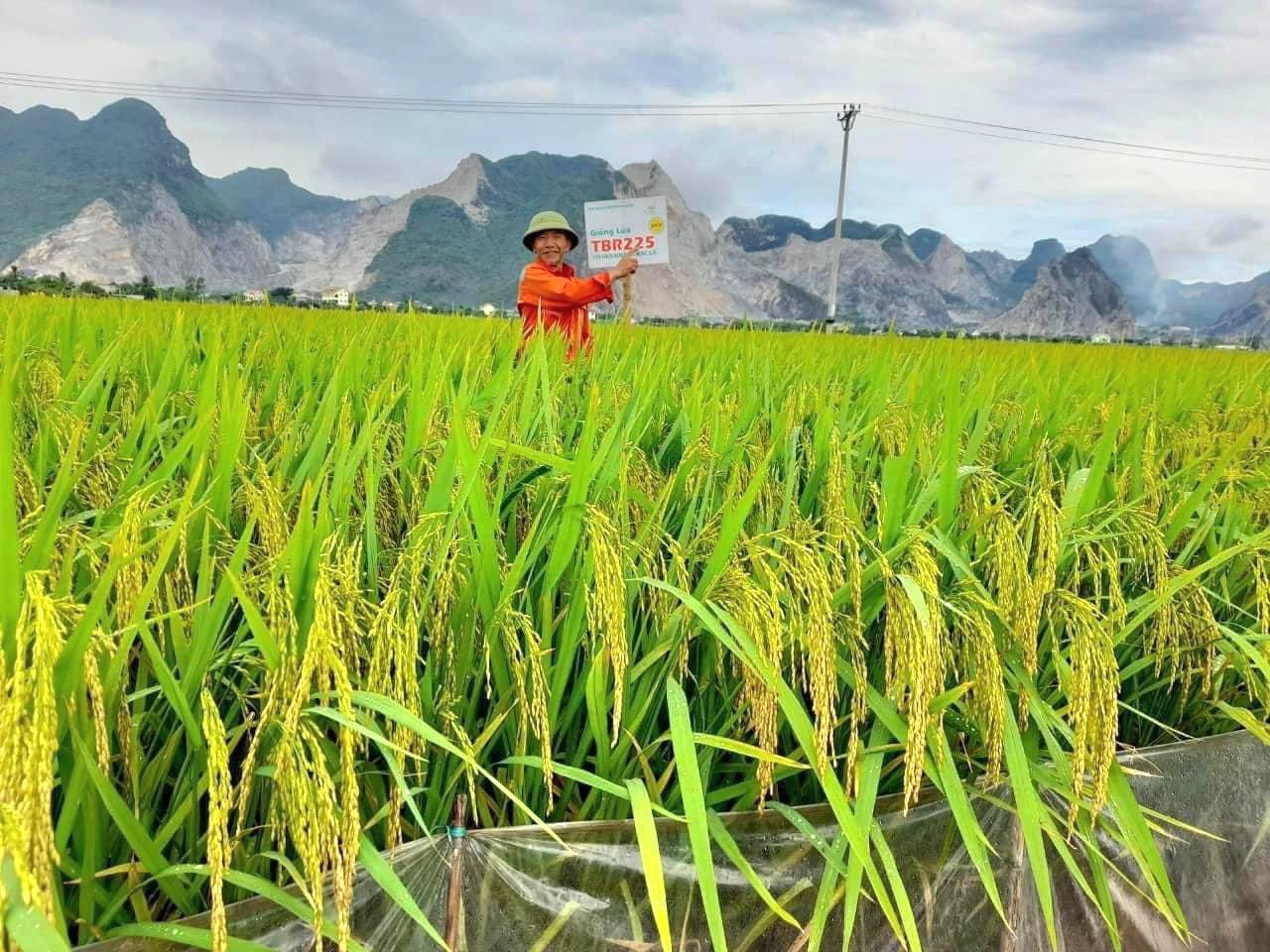 Giống lúa TBR225 tạo dấu ấn với nông dân tỉnh Ninh Bình- Ảnh 1.