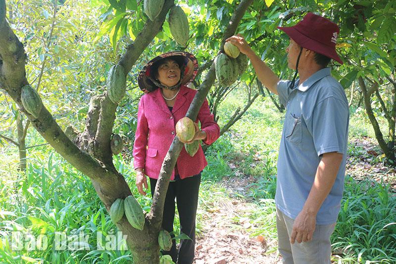 Thứ cây mới lạ này đang trồng thành công ở Đắk Lắk, trái to bự mọc treo đầy thân, dân bán là hết veo- Ảnh 5.