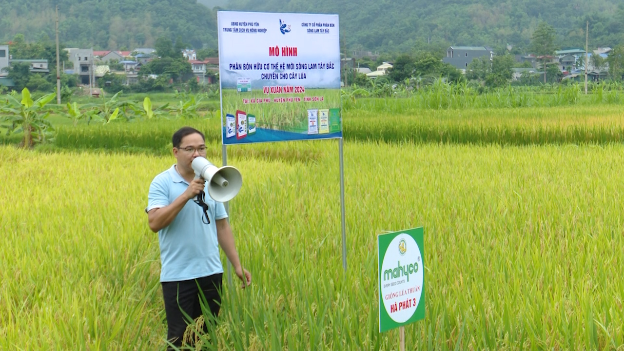 Đánh giá mô hình trình diễn phân bón hữu cơ Sông Lam Tây Bắc trên giống lúa thuần chất lượng Hà Phát 3- Ảnh 5.