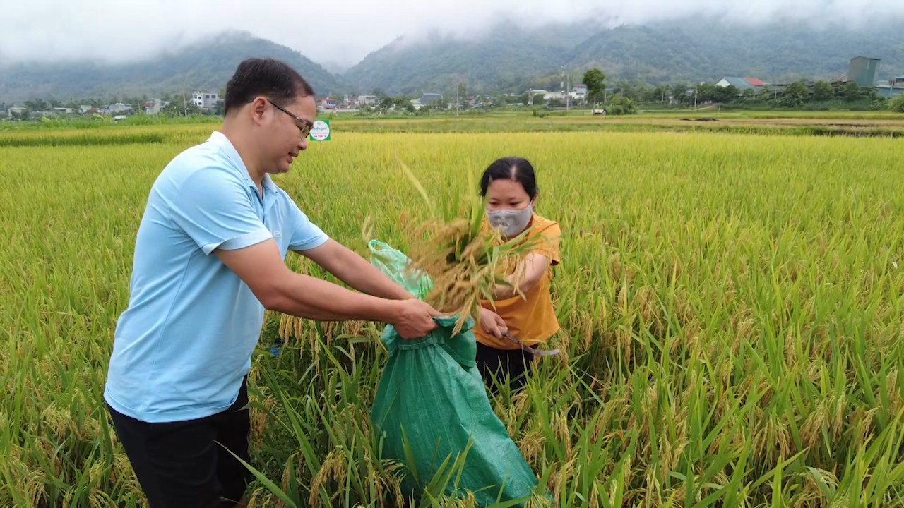 Đánh giá mô hình trình diễn phân bón hữu cơ Sông Lam Tây Bắc trên giống lúa thuần chất lượng Hà Phát 3- Ảnh 3.