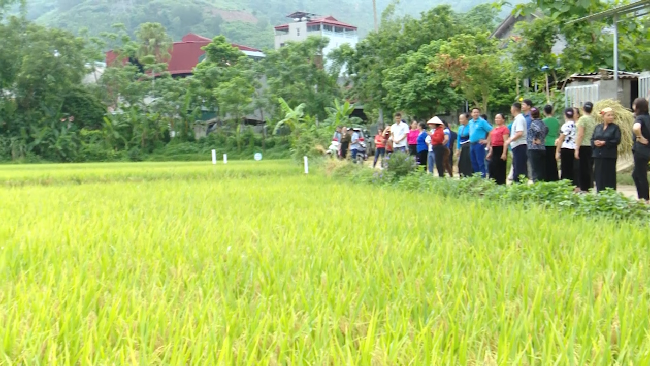 Đánh giá mô hình trình diễn phân bón hữu cơ Sông Lam Tây Bắc trên giống lúa thuần chất lượng Hà Phát 3- Ảnh 6.