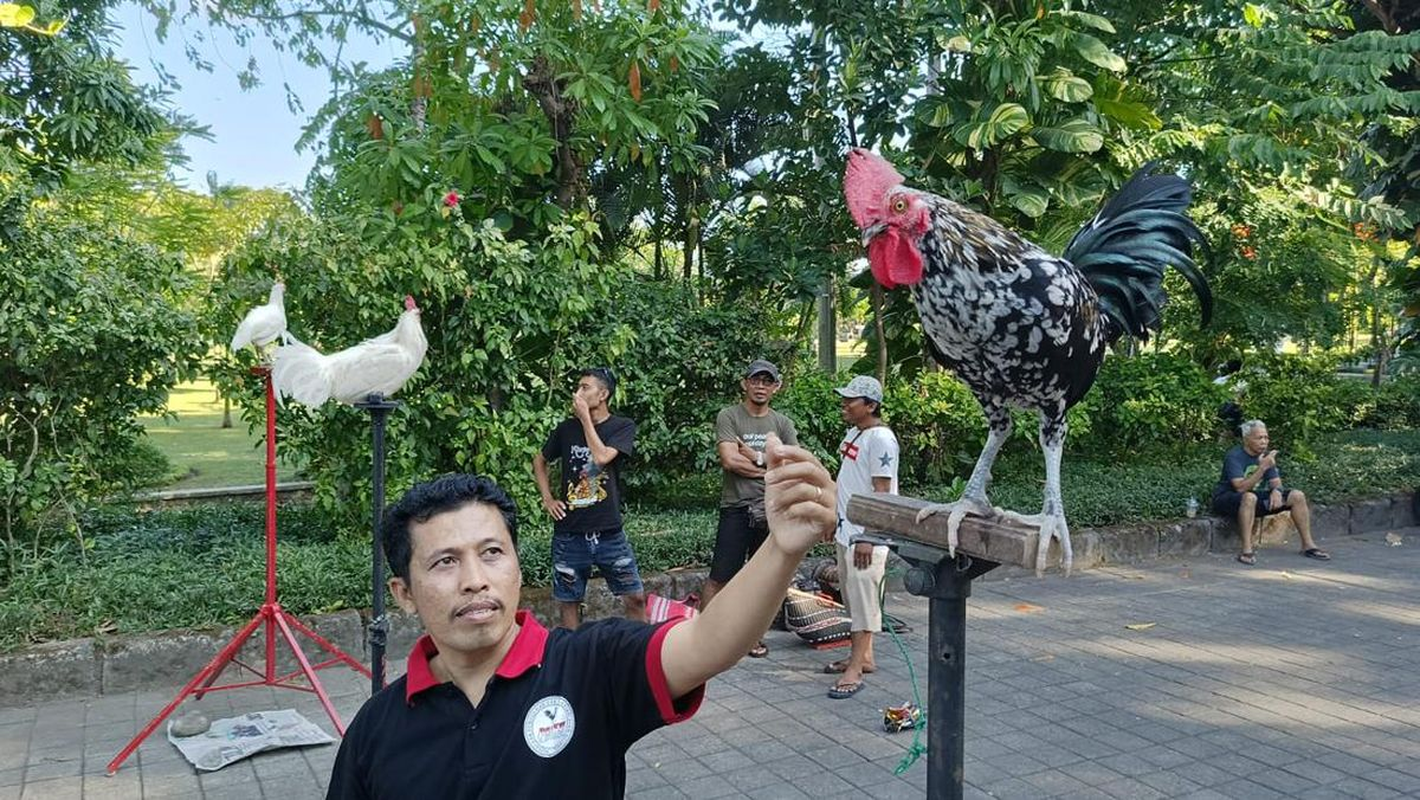 Một giống gà kỳ lạ, thay vì gáy ò ó o lại đi gáy như tiếng cười của con người- Ảnh 8.