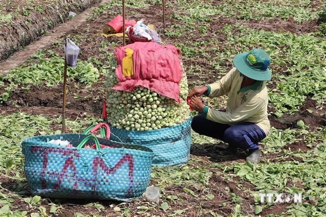 Vừa rồi hạn mặn như thế mà ở Tiền Giang, nông dân trồng rau kiểu gì vẫn tốt um, thu 300 triệu/ha?- Ảnh 2.