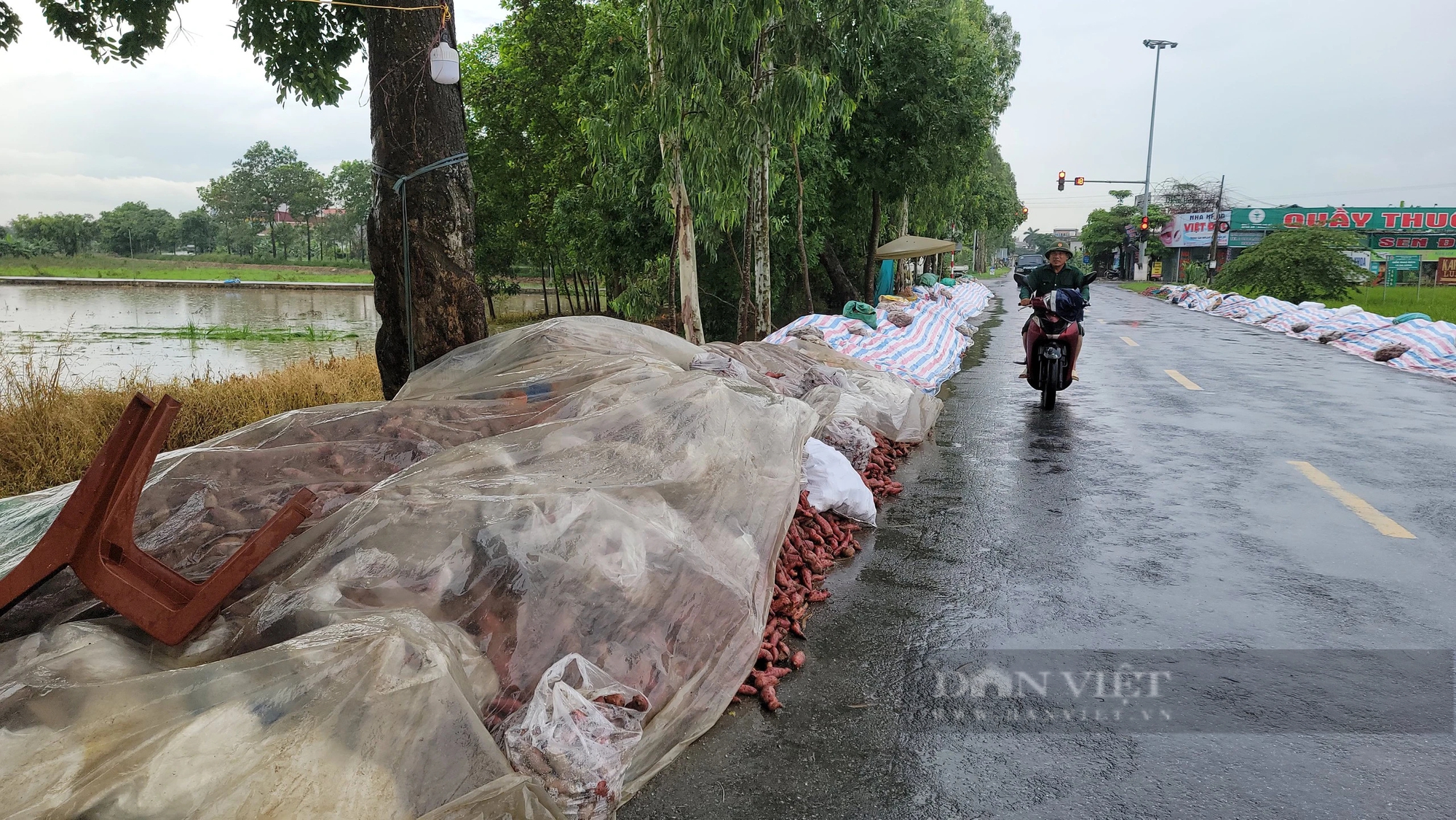 Một nông dân Hải Dương trồng khoai lang đào lên 400 tấn củ, xếp chồng chất, bán rẻ như cho, rõ khổ!- Ảnh 8.