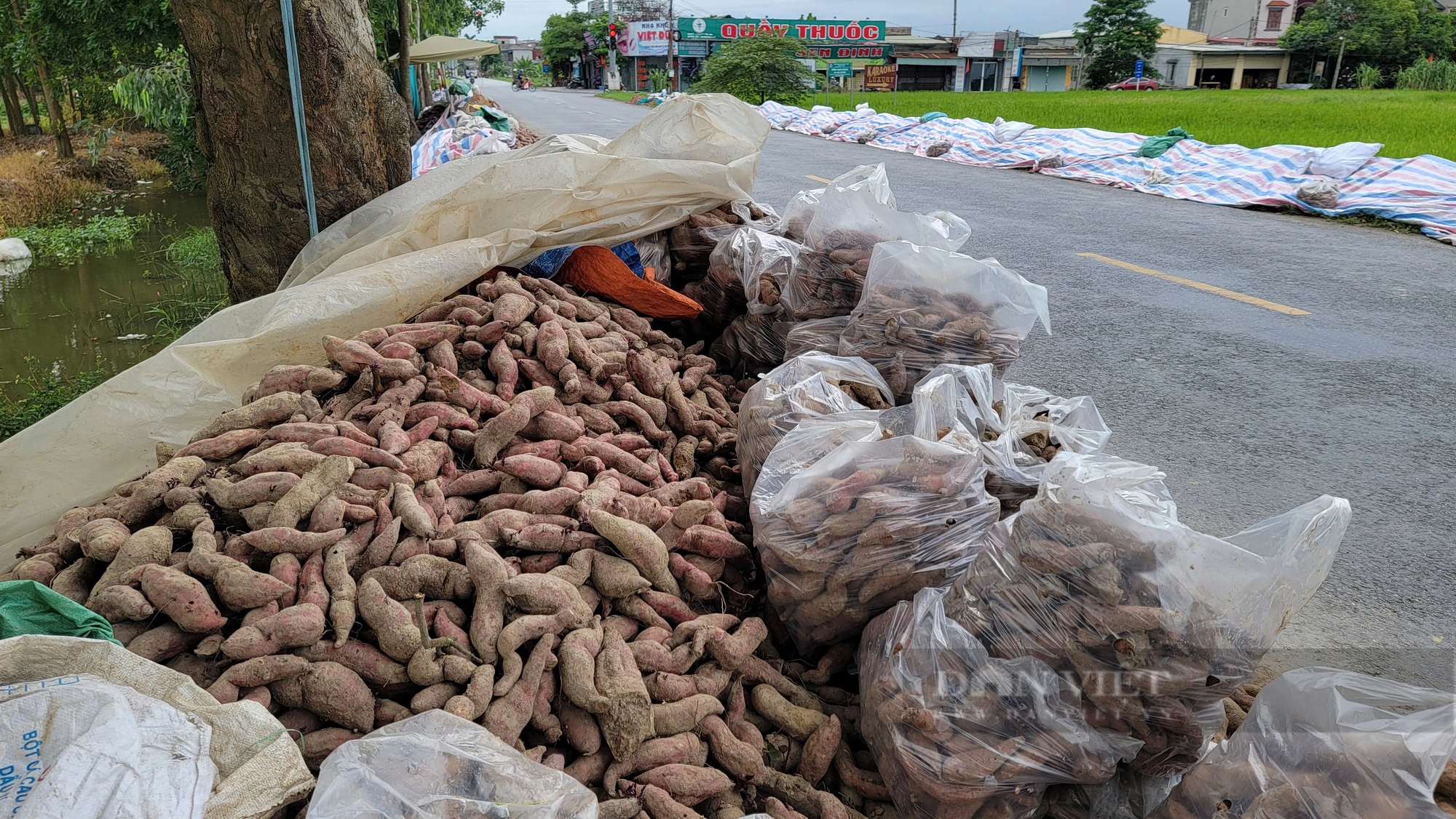 Một nông dân Hải Dương trồng khoai lang đào lên 400 tấn củ, xếp chồng chất, bán rẻ như cho, rõ khổ!- Ảnh 7.