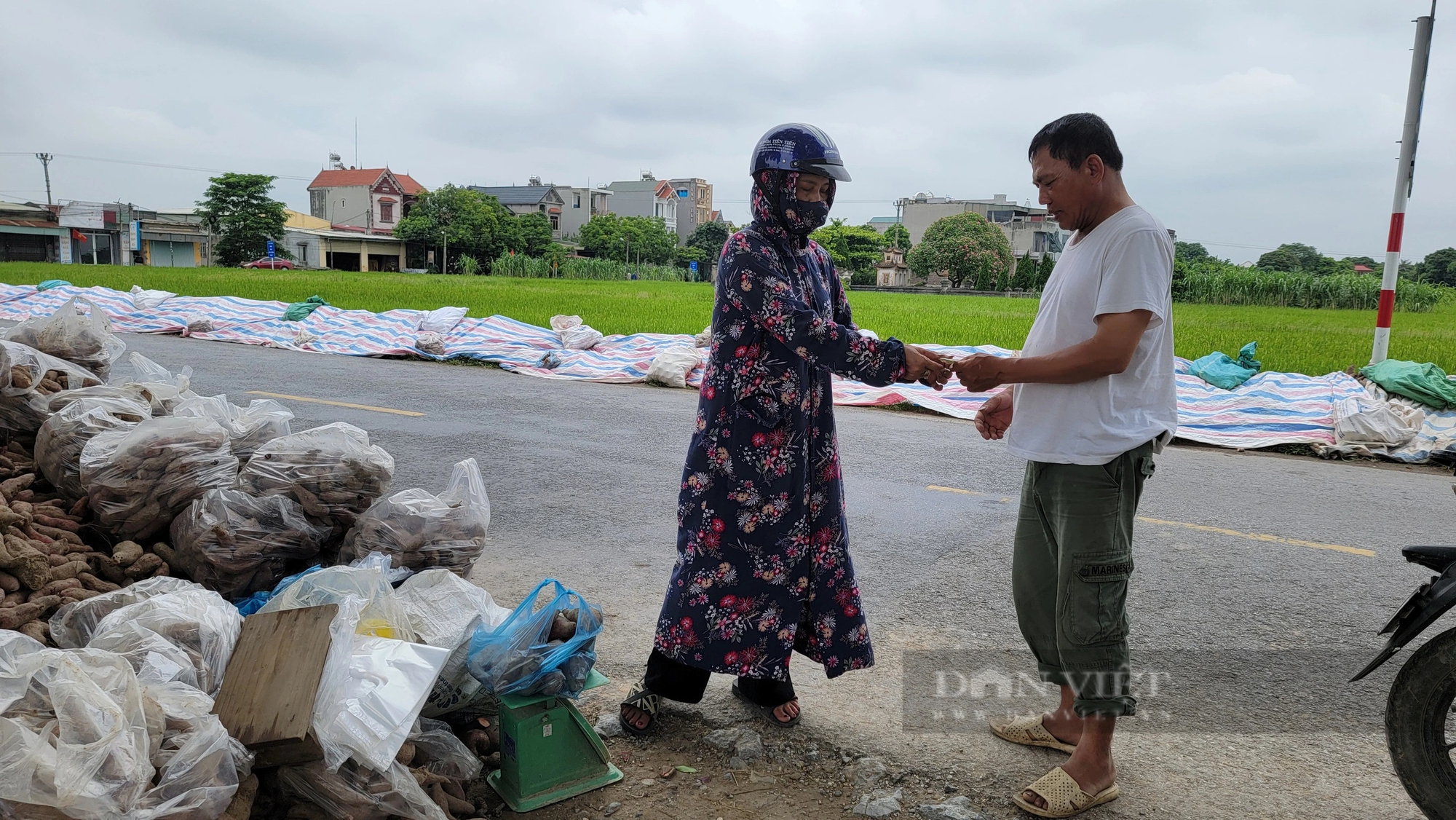 Một nông dân Hải Dương trồng khoai lang đào lên 400 tấn củ, xếp chồng chất, bán rẻ như cho, rõ khổ!- Ảnh 4.