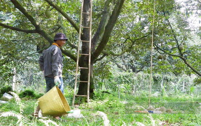 Nông dân Đồng Nai thu hoạch sầu riêng. Ảnh: Nguyên Vỹ
