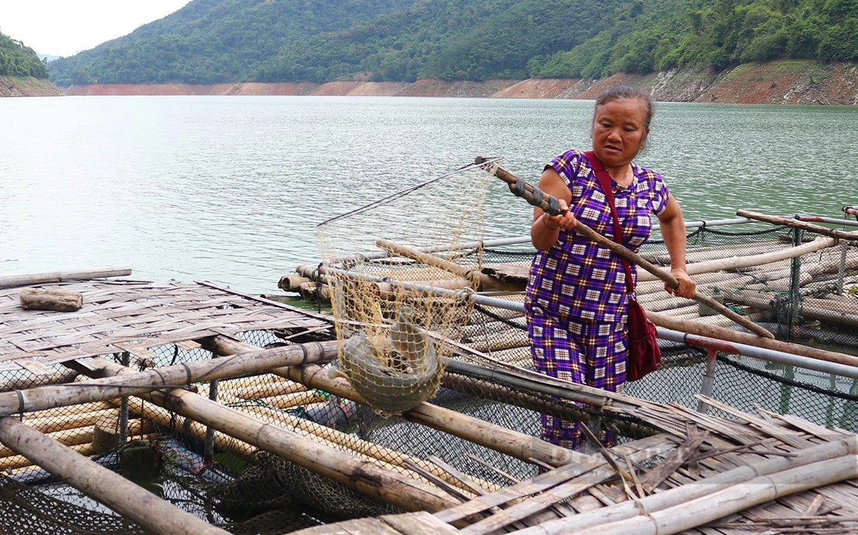 Nghệ An: Nuôi cá đặc sản ở hồ thủy điện lớn nhất Bắc Trung bộ, bắt toàn con to bự, hễ bán là hết- Ảnh 7.
