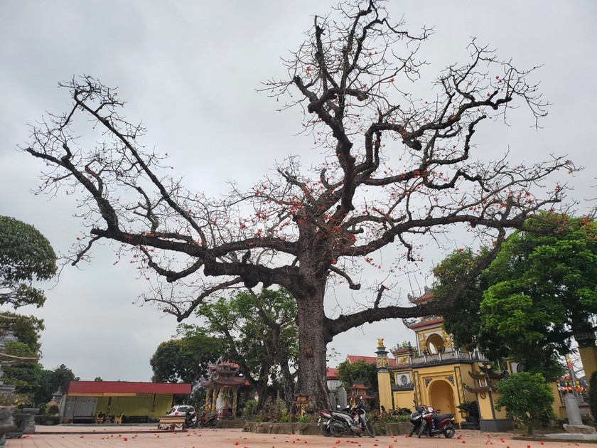 Chùa Bà Đanh ở Hải Phòng có Bảo vật quốc gia là 2 pho tượng cổ, cây gạo cổ thụ cao tuổi nhất Việt Nam- Ảnh 2.