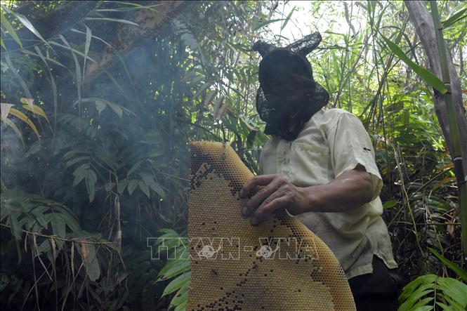 Vô khu rừng ở một xã của Kiên Giang, thấy dân cắt tổ ong to bự, lội bắt cá đồng tươi rói- Ảnh 1.