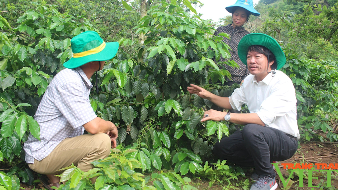 Sơn La: Canh tác cà phê thích ứng với biến đổi khí hậu - Ảnh 2.