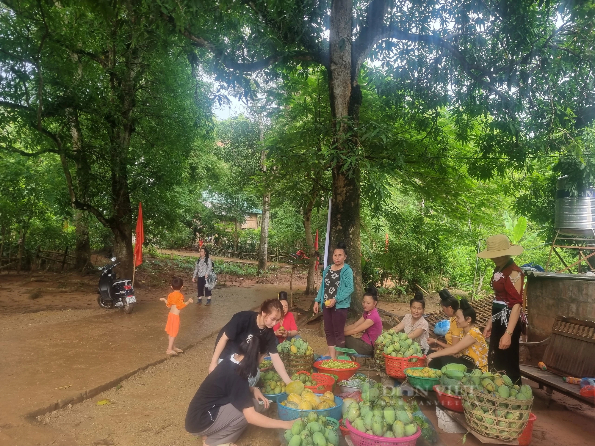 Vùng đất này ở Sơn La có tiếng chuối ngọt, xoài thơm, trai, gái dân tộc Thái rủ nhau lên đồi hái quả- Ảnh 6.