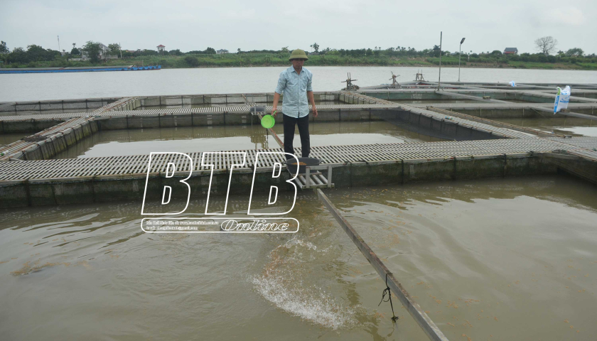 Một nhà ở tỉnh Thái Bình, ba anh em trai rủ nhau nuôi cá lồng trên sông Luộc mà thu tiền tỷ- Ảnh 1.