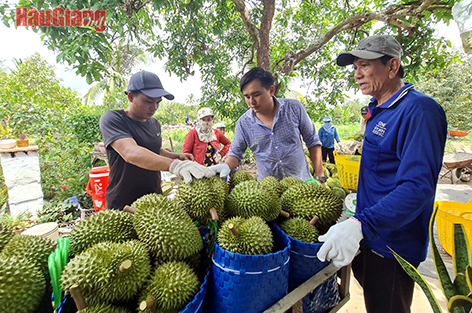 Dân trồng sầu riêng ở Hậu Giang đang thu bộn tiền nhờ "cây tiền tỷ" được mùa, trúng giá- Ảnh 1.