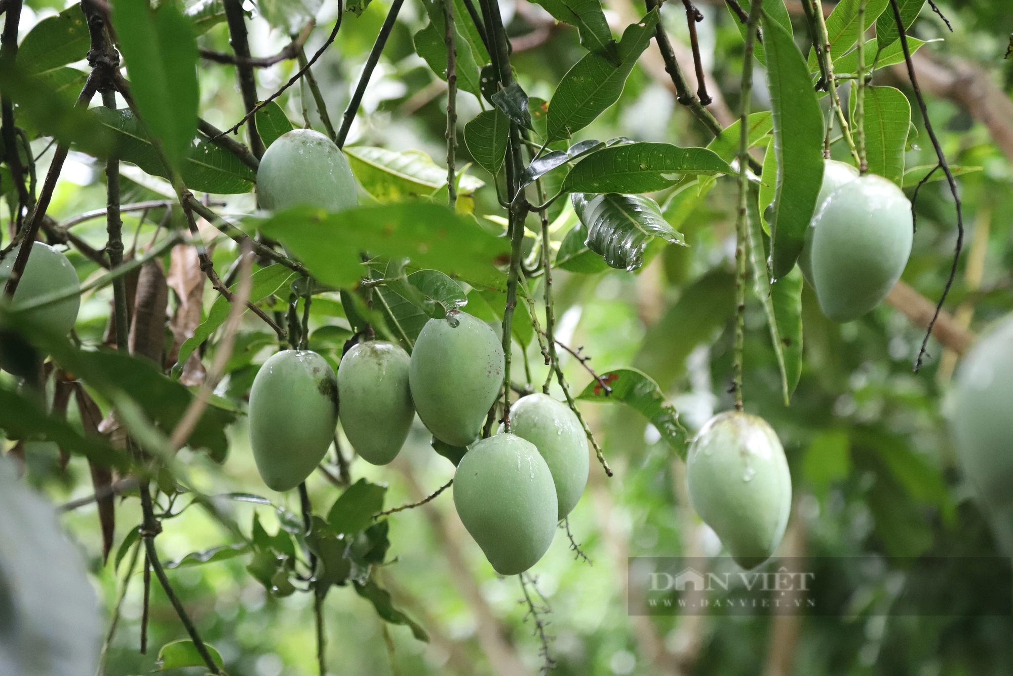 Độc đáo Ngày hội hái xoài ở vùng đất “chuối ngọt, xoài thơm”- Ảnh 3.